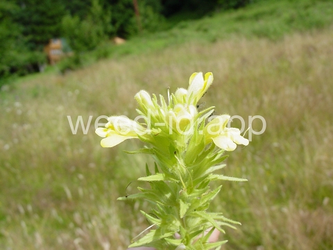 parentucellia, yellow